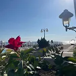 Sunflowers Summer